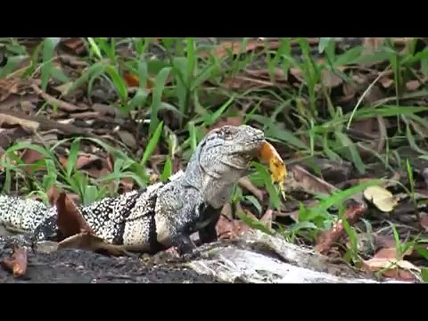 PURA VIDA, Fabrice Beaux and Kelly Slater Surfing in COSTA RICA