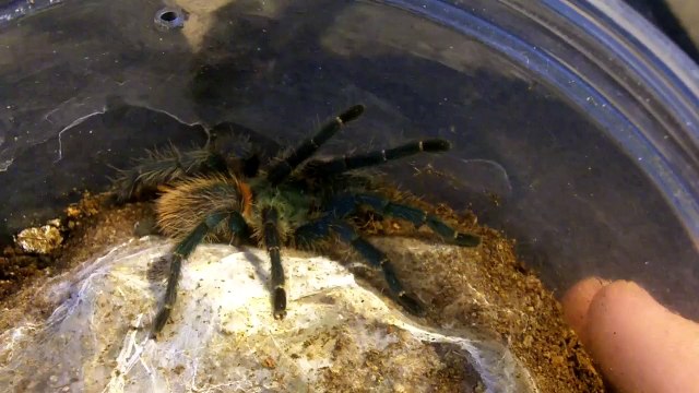 Tarantula Mythbuster Vid 46 - Detailed Vid on the Oligoxystre diamantinensis