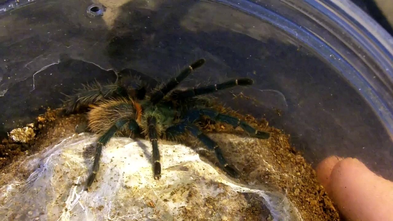 Tarantula Mythbuster Vid 46 - Detailed Vid on the Oligoxystre diamantinensis
