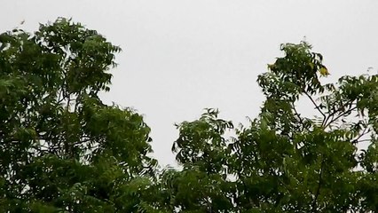 Eddie Vedder - Long Nights