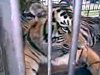 Lindos Animales