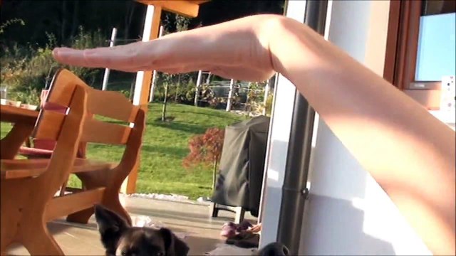 Shetland sheepdog Inja TRICKS