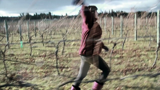 Les vignes d'à côté.