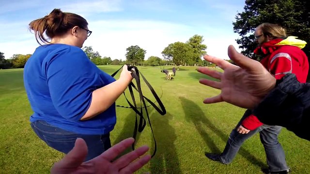 Puppy recall with Angus, 14 week Cocker Spaniel