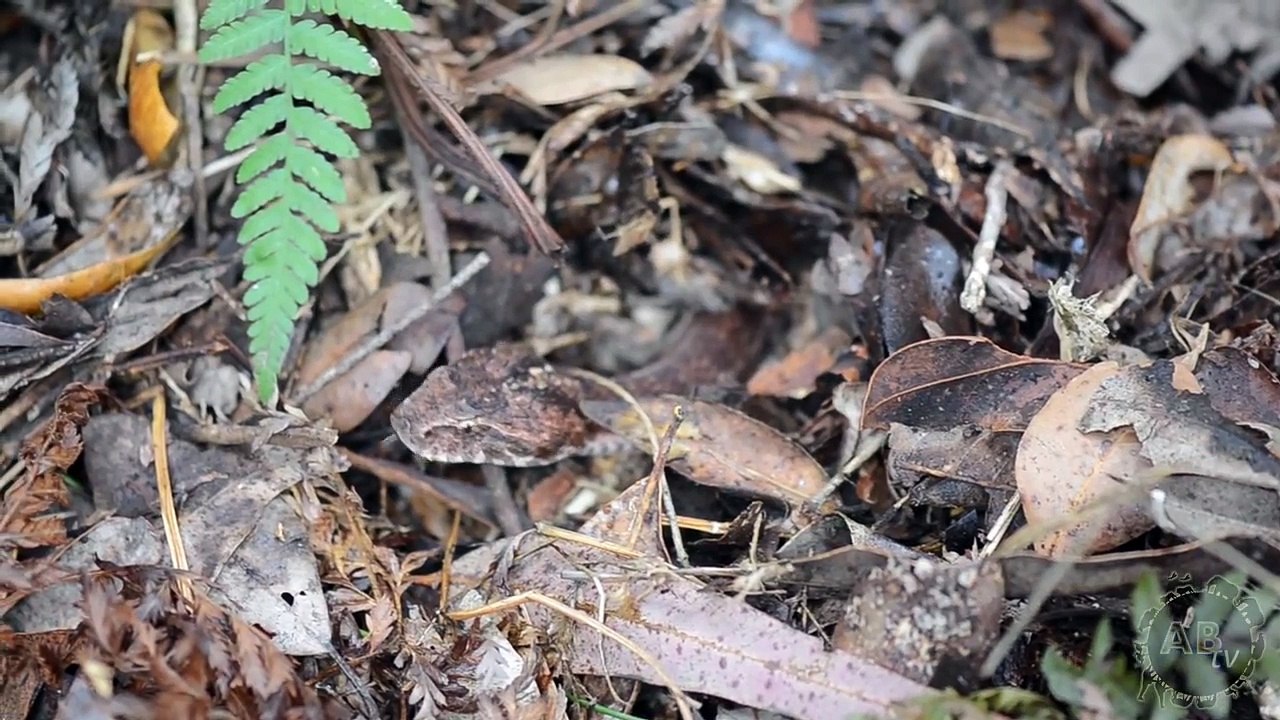 Australian Death Adder : CrittaCam : AnimalBytesTV