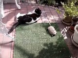 猫と遊ぶカメ　　　　Turtle and Cat