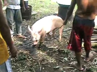 Hog slaughter in the Philippines