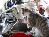 Gatti pazzi / Funny Cats - Twix vs. Water