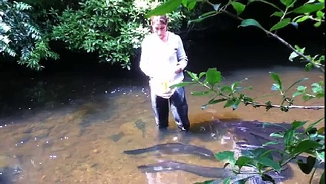 Feeding longfin eels!