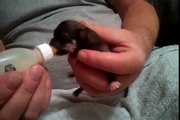 Bottle feeding chihuahua puppies
