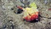 Des espèces marines inconnues filmées à Puerto Rico - Magie des fonds marins