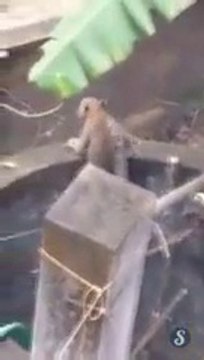 Sauvetage d'un léopard tombé dans un puits en inde