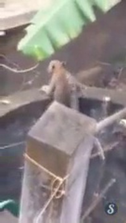 Sauvetage d'un léopard tombé dans un puits en inde