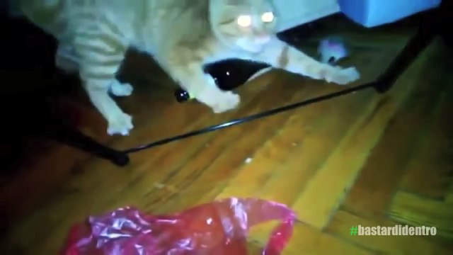 ㋡ [GATTI PAZZI #2 SATANIC EDITION] Video gatti | Compilation Gatti | Video divertenti