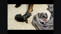 Rottweiler births in the kennel, Eros vom Hause Juan