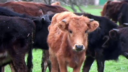 ¡¡¡¡WAOO!!!! Que Toros DIOSS, que preciosidades.MURTEIRA Y PALHA