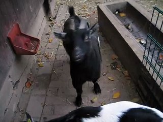 Zunge raus - lustige Ziege im Zoo