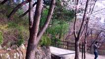 Cherry Blossoms in Seoul