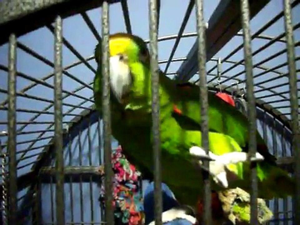 My Parrots being silly.mov