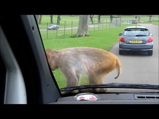 The Monkeys of Longleat Drive-through Safari, England