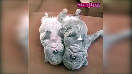 Uyurken Kendinden Geçen Köpekler