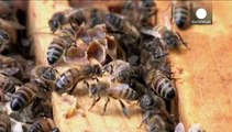 Γαλλία: Δραστικά μέτρα για την προστασία των μελισσών