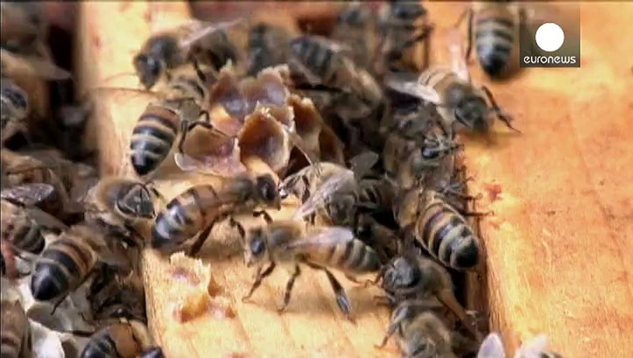 Frankreich kämpft gegen das Bienensterben
