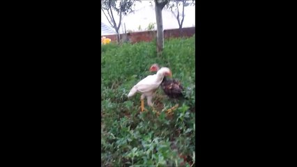 Horoz Dövüşleri ( hint vs hint )