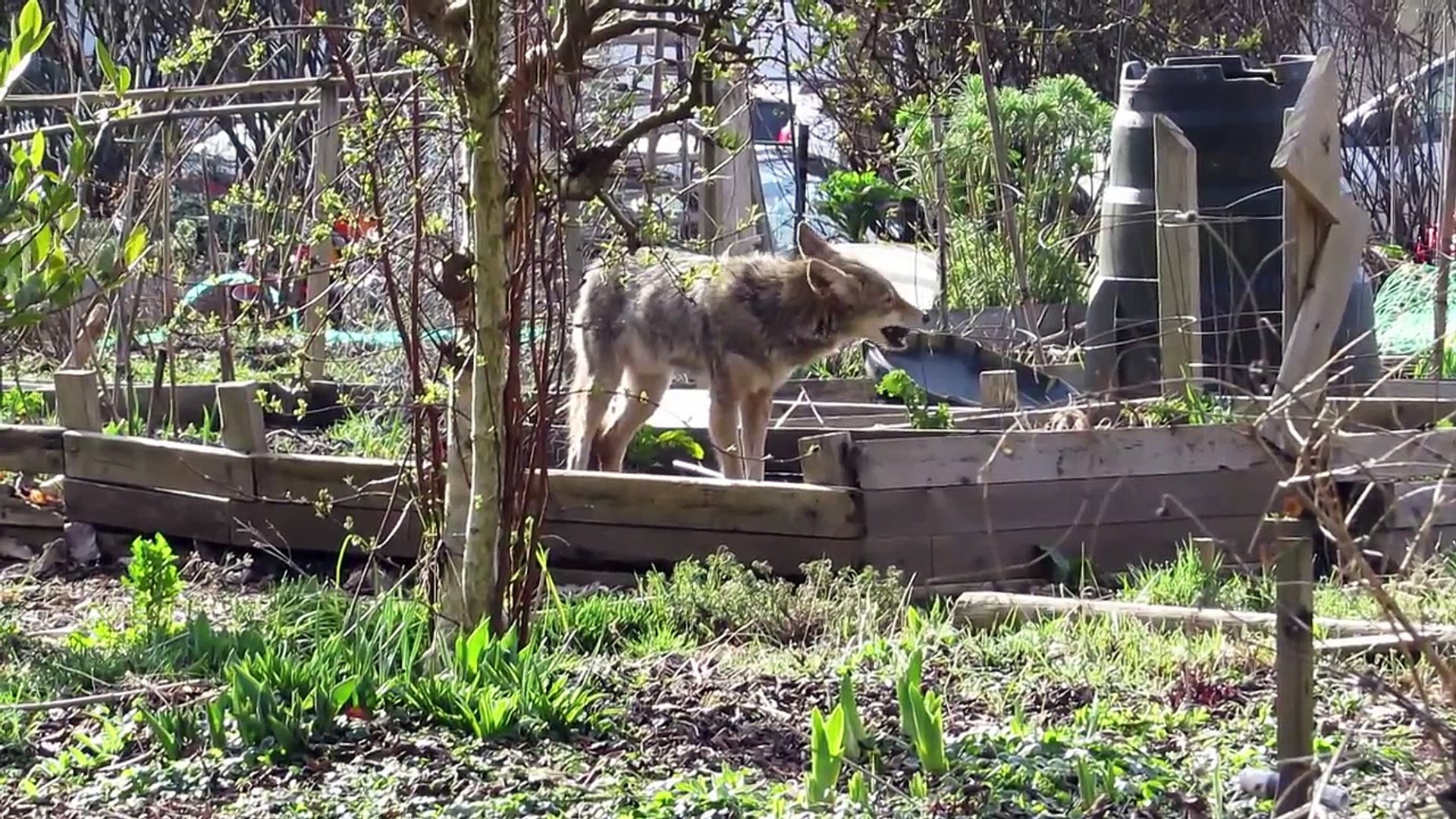 Why Coyotes Like City Gardens