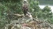 Scottish Wildlife Trust Osprey webcam - Nest and the panorama