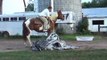 www.goodhorsestogoodhomes.com  Hank:  Nice, Big, Broke and Quiet, APHA Gelding