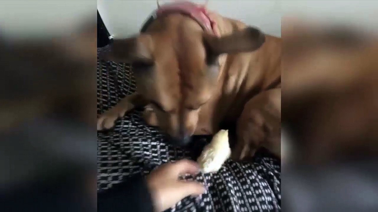 Dog and chicken