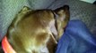 Sheba the Redbone Coonhound snoring very loudly!