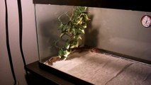 African fat-tailed gecko care video