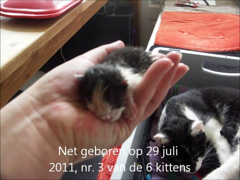 Our cute kittens 6 weeks old