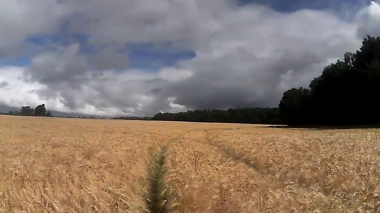 Sur la piste du chevreuil