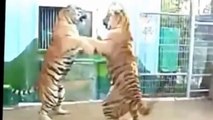 Tigers Fighting