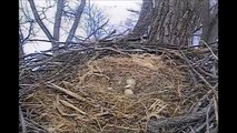 Decorah Eagles ~ Mom Calls For Dad ~ Leaves and Comes Back Twice Before Dad Arrives ~  03-11-2014