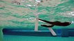 Drone aquatique : Parrot MiniDrones - Hydrofoil