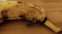 Spider bursts out of a Banana : creepy