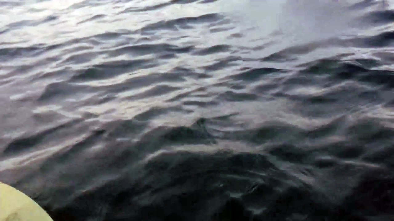 Rencontre avec des dauphins pendant une sortie en kayak!