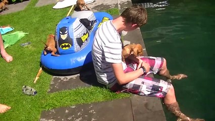 Vizsla pups aan het zwemmen