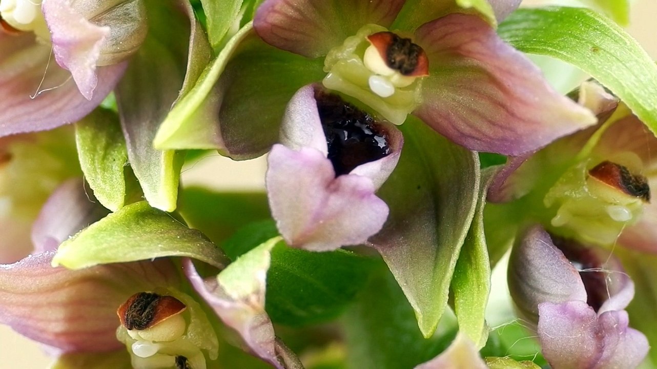 Epipactis helleborine et les fourmis pollinisatrices
