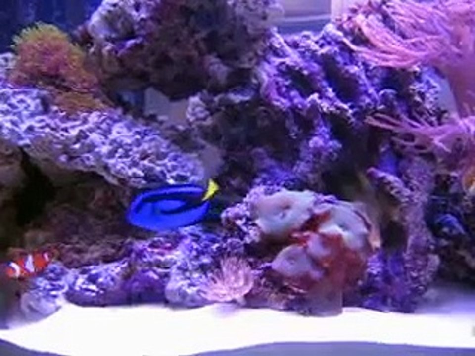 My new 125 gallon reef tank