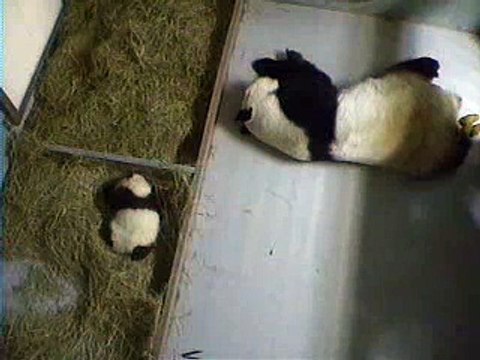 Lun Lun Sleeping with Baby Cub