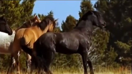 Caballos salvajes - Luna de Fiesta
