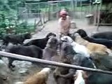 Uberto Gasche feeding Neapolitan Mastiff