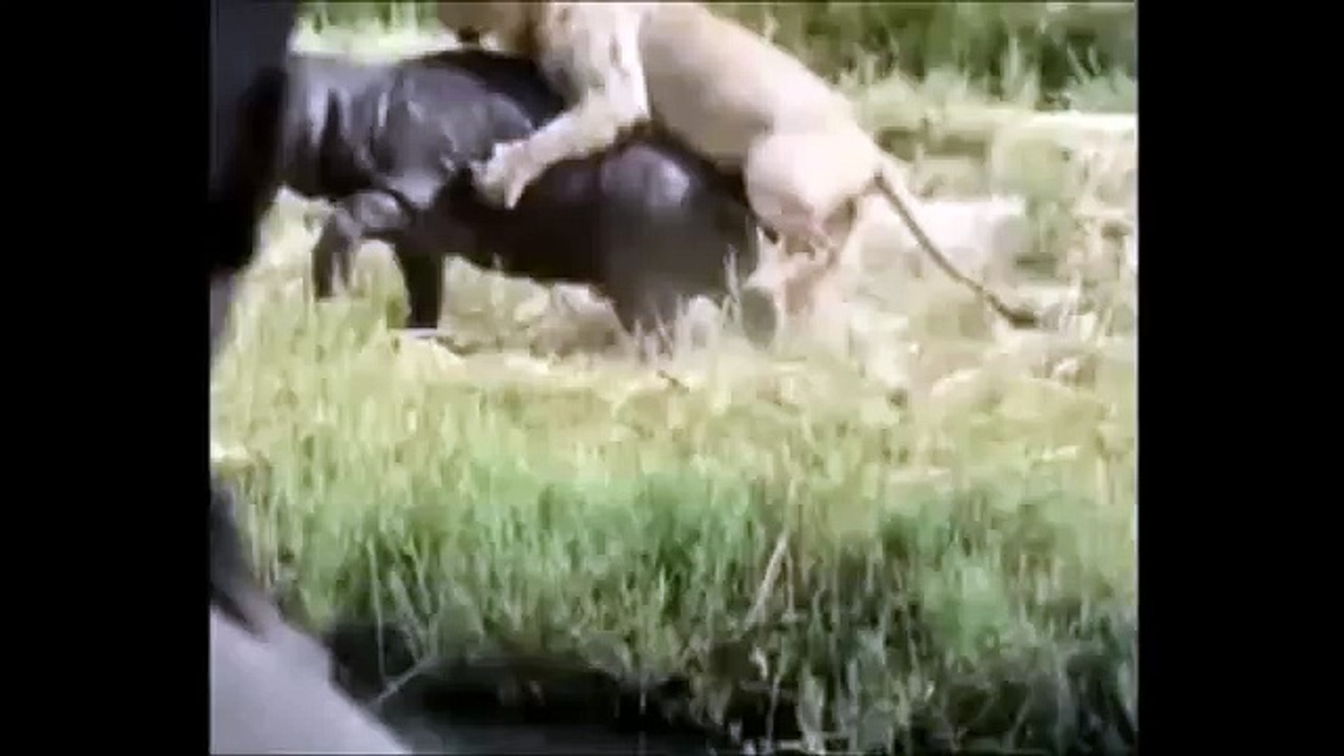 オスライオンvs カバ Video Dailymotion