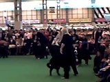 Crufts 2008 Bernese Mountain dog Mid Limit class Dreckley