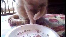 Funny cat videos   Weird Cat Eating Method Video Funny Animal Videos   funny videos